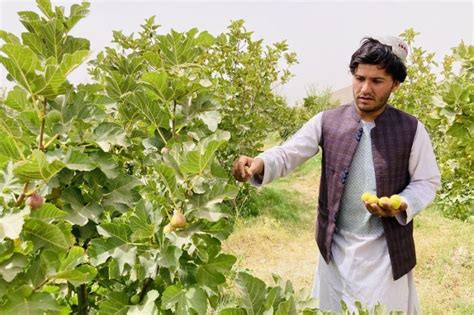 Album Asia Menengok Aktivitas Panen Buah Ara Di Kandahar Afghanistan