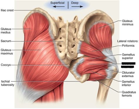 Pin on Muscle anatomy