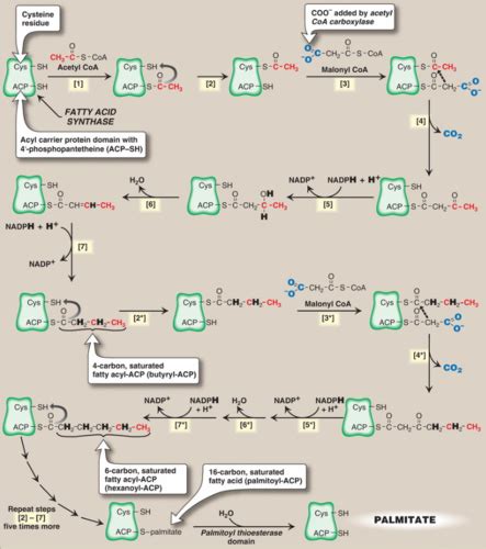 Lipid Metabolism Flashcards Quizlet