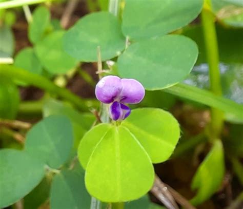 Desmodium Triflorum L Dc By Sreelakshmi S On November