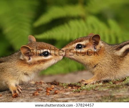 Two Baby Chipmunks Nuzzling Stock Photo 37824457 : Shutterstock