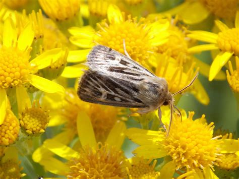 Antler Moth Cerapteryx Graminis British Nature Guide