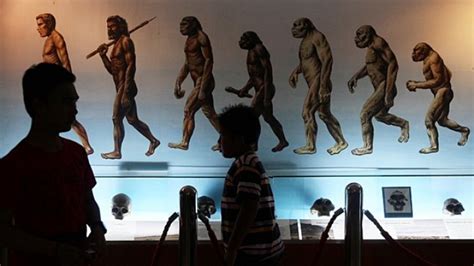 Manusia Purba Homo Erectus Punah Karena Kemalasannya Penemuan Terbaru Arkeolog Tribun Medan