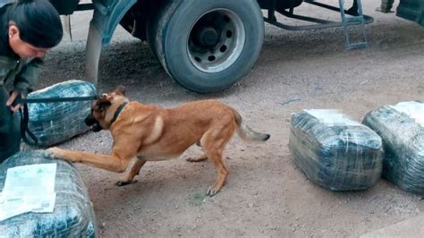 C Ndor El Perro Que Detect Kilos De Coca Na En C Rdoba Perfil