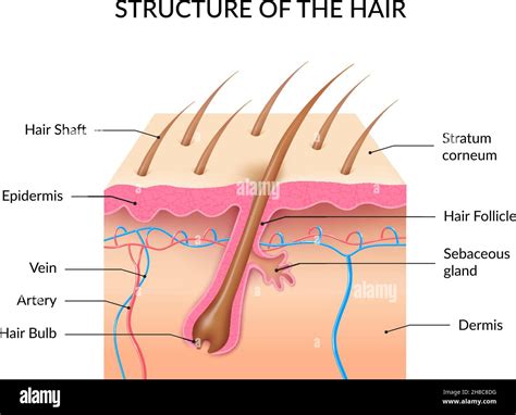 Infograf As De La Anatom A Del Cabello Humano Con Secci N Transversal