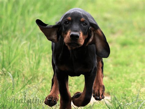 Black And Tan Coonhound Puppies, Black And Tan Coonhound Dog Breed Facts And Information Wag Dog ...