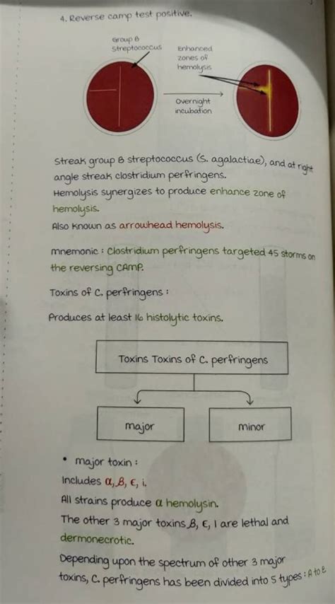 Reverse Camp Test Positive Streak Group B Streptococcus S Agalactia