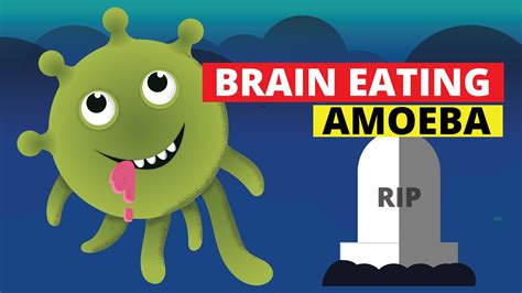 Brain Eating Amoeba Naegleria Fowleri Youtube