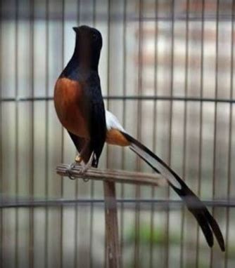 7 Jenis Burung Berkicau Paling Mahal Di Indonesia Harganya Bisa Tembus