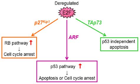 Deregulated E2F plays important roles in activating major tumor ... 