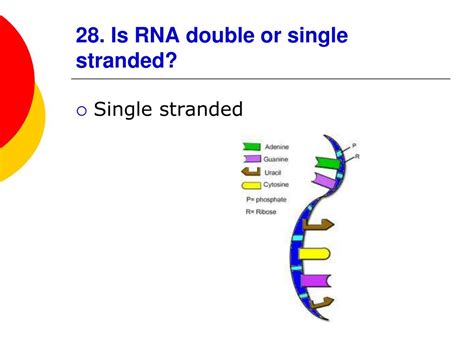 PPT - DNA, RNA and Protein Synthesis Review PowerPoint Presentation, free download - ID:3259849