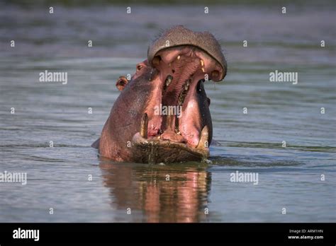 Hippo Hippopotamus Amphibius Yawning In Kruger National Park