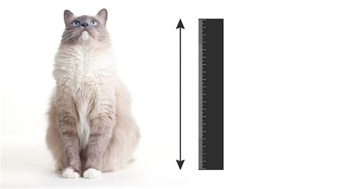 A Guide To Ragdoll Cat Size Chart - Ragdollcare