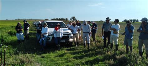 Inia Uruguay On Twitter D A De Campo De Arroz En Pueblo Del Barro