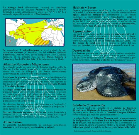 Sensibiliza Página Web De Tortugasmarinasespana