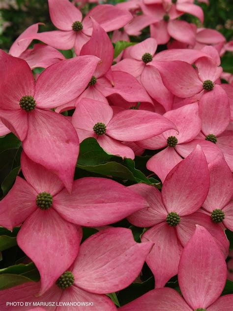 Buy Cornus Kousa Rutpink Scarlet Fire™ Red Flowering Chinese Dogwood