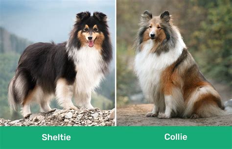 Sheltie vs Collie: Differences Explained (With Pictures) – Dogster