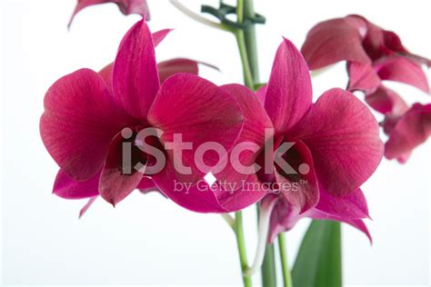 Purple Dendrobium Orchid Stock Photo | Royalty-Free | FreeImages