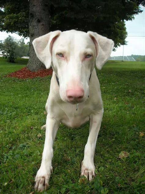 White Doberman Doberman Pinscher Funny Cute Dogs Doberman Colors