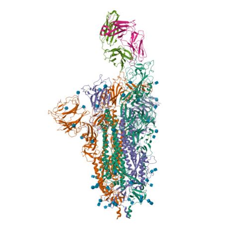 RCSB PDB 8HC2 SARS CoV 2 Omicron BA 1 Spike Trimer 6P In Complex