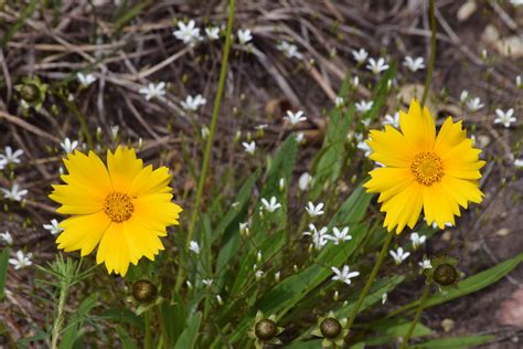 Sand Coreopsis Sand Coreopsis Coreopsis Lanceolata Illi Flickr