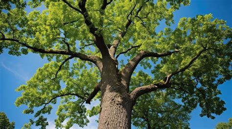 Premium Photo | Bark northern red oak tree