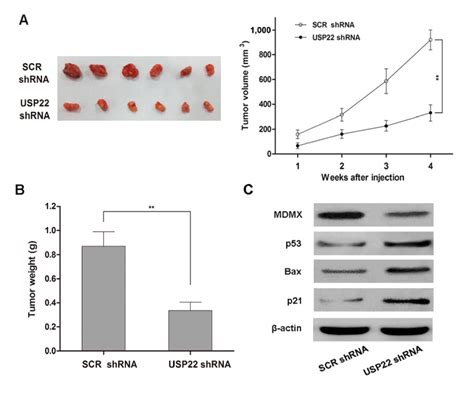 Usp22 Knockdown Inhibits Nsclc Tumorigenesis And Modulates P53 Pathway