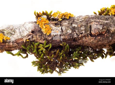 Yellow Fungus On Dry Tree Branch In The Forest Macro Close Up Shallow