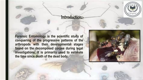 Forensic Entomology Ppt