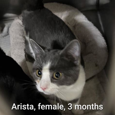 Understanding the specialized options at bedford funeral home bedford va 15