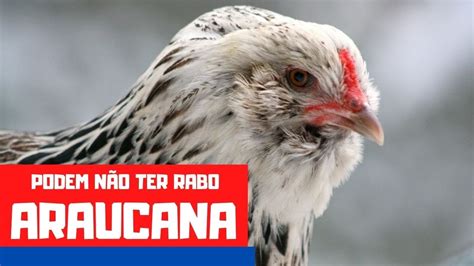 Ra A De Galinha Araucana Galinhas Podem Nascer Sem Cauda Youtube