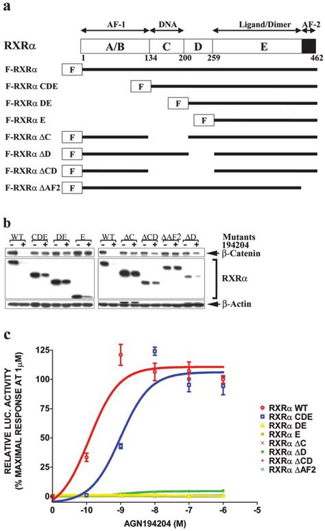 RXR Agonist Induced Catenin Degradation And Transactivation Of