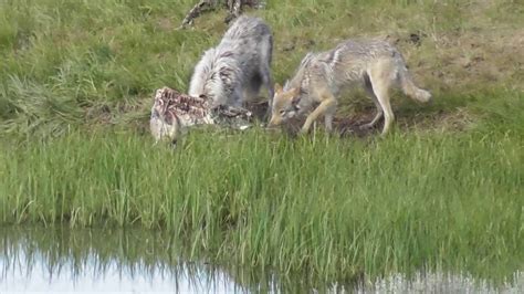 Wapiti Lake Wolf Pack With 755m And His Yearling Daughter Eating