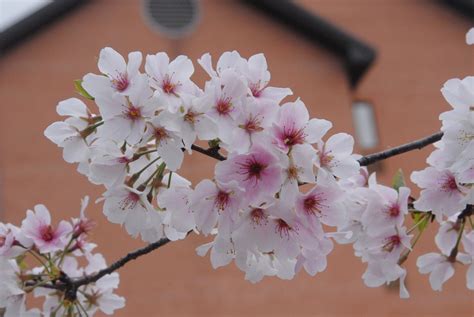 Prunus X Yedoensis Japanese Flowering Cherry Potomac Cherry Tokyo