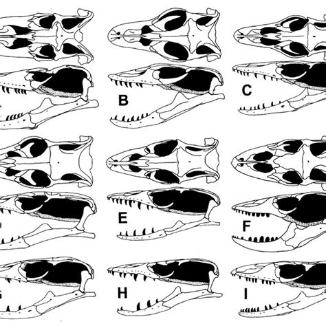 Pdf Observations On Paleospecies Determination With Additional Data On Tyrannosaurus