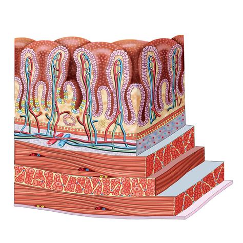 Stomach Wall By Science Photo Library