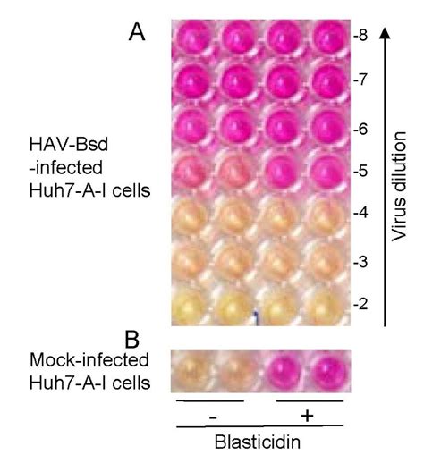 A Simple And Rapid Hepatitis A Virus Hav Titration Assay Based On