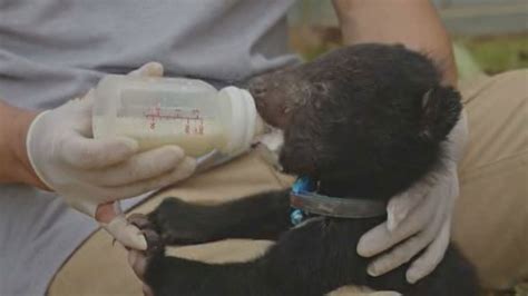 Rescued Laos moon bear cubs recovering after historic rescue