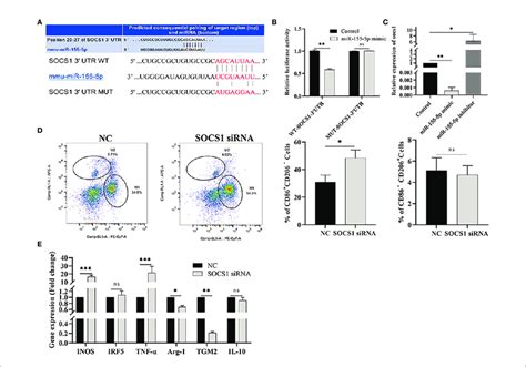 MiR 155 5p Regulates Raw264 7 Cell Polarization By Targeting SOCS1