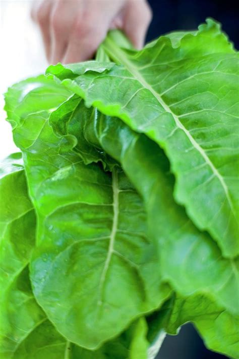 Harvested Perpetual Spinach Photograph By Ian Hootonscience Photo