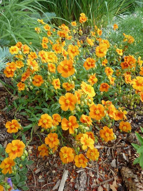 Photo Of The Entire Plant Of Rock Rose Helianthemum Nummularium Ben