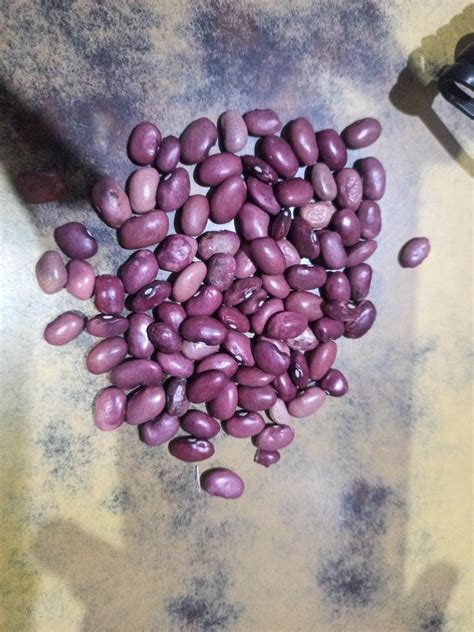 Organic Red Madwa Rajma Loose At Rs 220 Kg In Jammu ID 25406351162