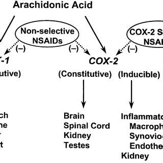 Cox Enzyme Pathway