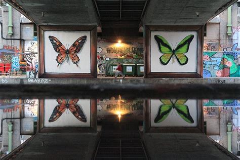 Street Artist Turns Buildings Into Gigantic Butterfly Specimen Cases