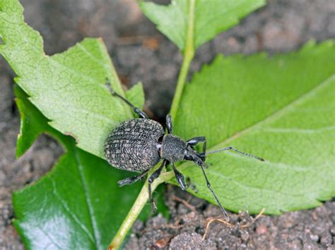 How To Get Rid Of Weevils In Garden Gardener Corner