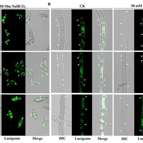 Nahco Stress Assay Of The Wild Type And Created Strains And Expression