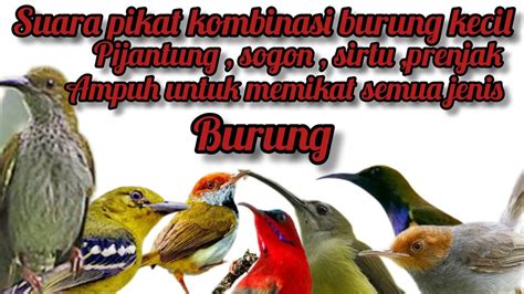 Kombinasi Mantap Suara Pikat Pijantung Sirtu Prenjak Dn Sogon Ampuh