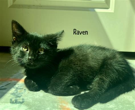 Baby Raven « Pet Social Worker