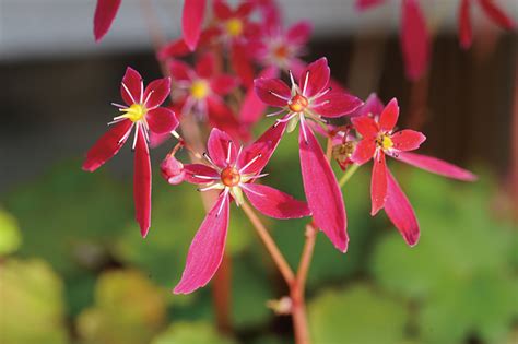 Gratis Billeder Natur Blomst Blad Kronblad R D Efter R Botanik