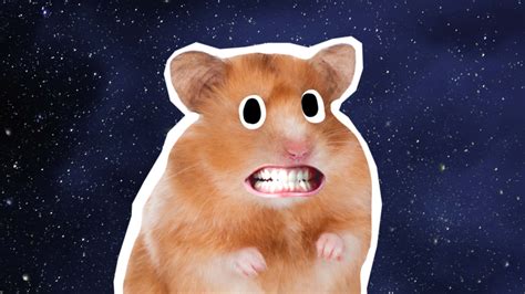 Funny Hamsters Meme